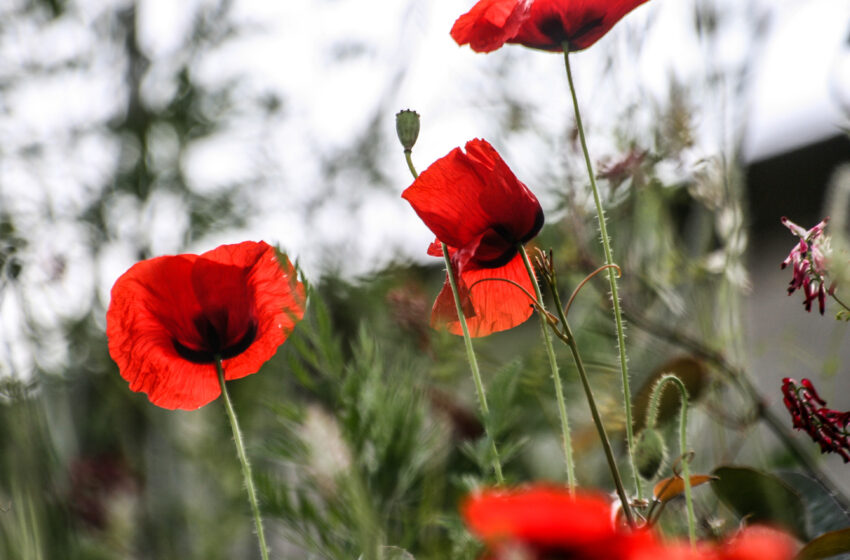  Remembrance Day: Let’s Not Forget Britain’s Hypocrisy