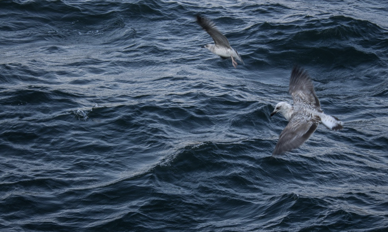 birds flying over the sea