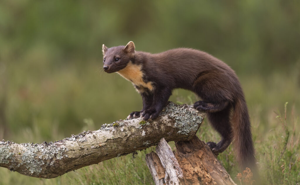 An image of a pine marten.