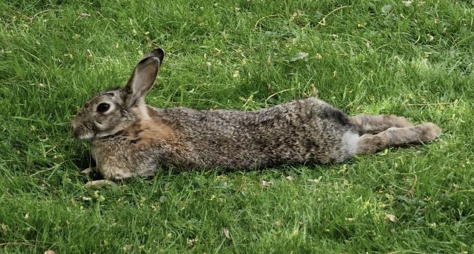 Revealed: University of Leeds Killed Around 50 Campus Rabbits as Part of Population Control