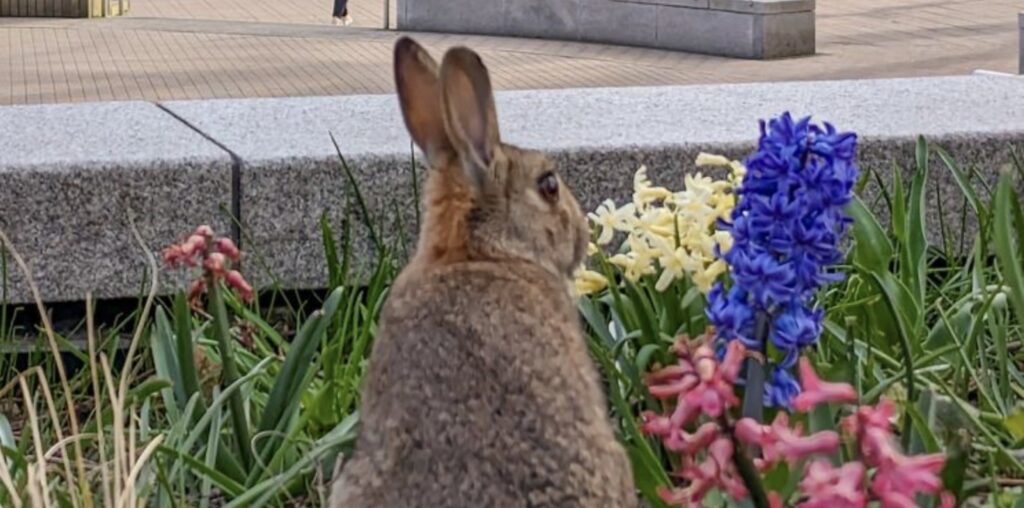 Let’s talk Biodiversity loss: what is it and how is it affecting our campus?