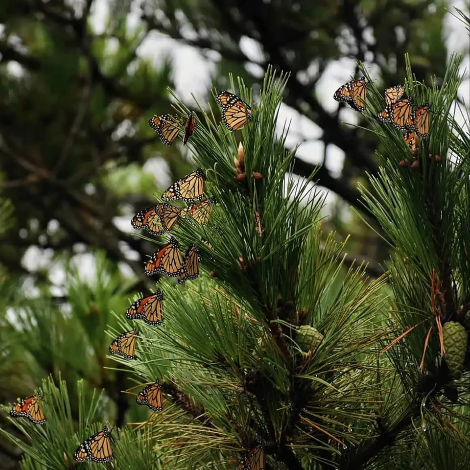 Migrating monarch butterflies on a pine tree.